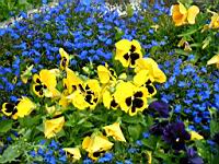 Pensees et Myosotis (Photo F. Mrugala)